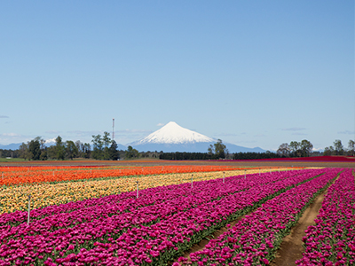 Planta Puyehue